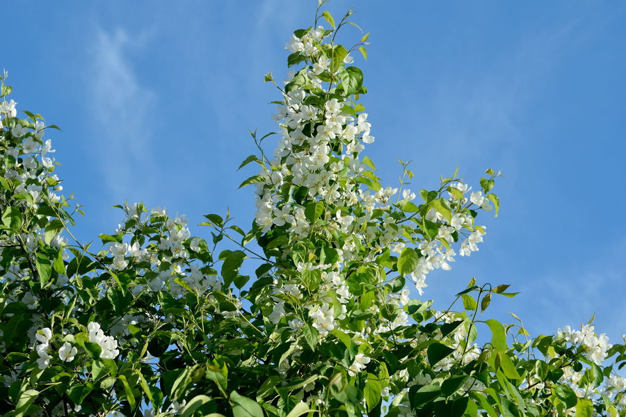 Nikon 70-300mm f/4.5-6.3G ED AF-P DX