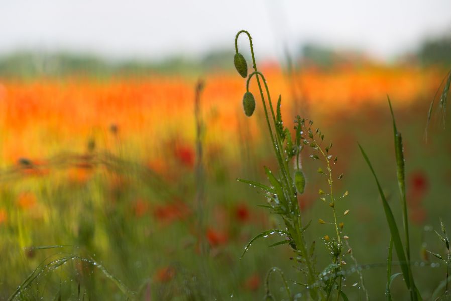 Canon EF 100mm f/2 USM