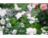 Объектив Olympus OM-System E.Zuiko Auto-T 135mm f/3.5