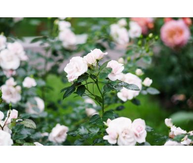 Объектив Olympus OM-System E.Zuiko Auto-T 135mm f/3.5