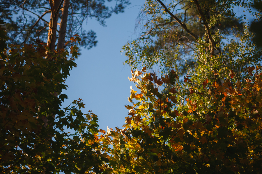 Светосильный объектив Rollei 85mm f/2.8 (Japan)