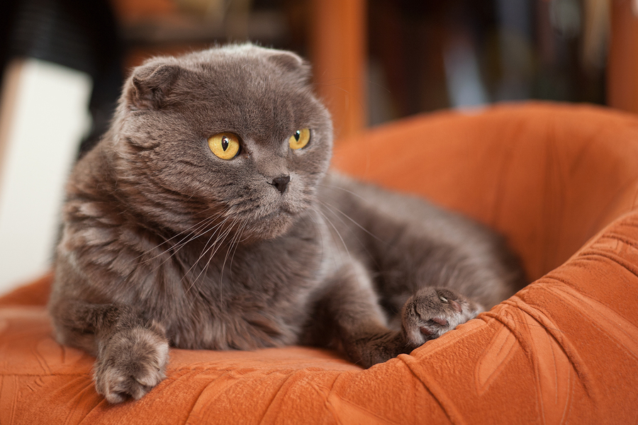 Светосильный объектив Rollei 85mm f/2.8 (Japan)