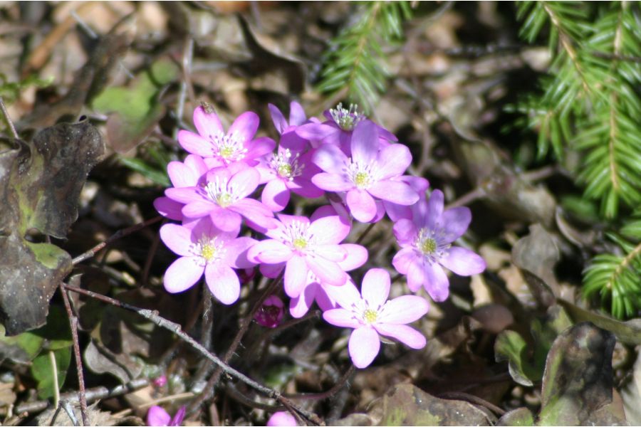 Zoom-Rolleinar MC 4/80-200mm