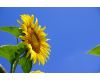 Tamron SP AF 17-50mm f/2.8 XR Di II LD Aspherical (IF) A16 for Nikon F