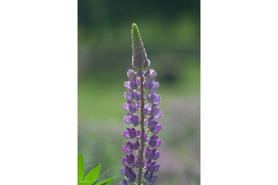 Редкий Индустар-51Д (И-51Д) 4,5/210