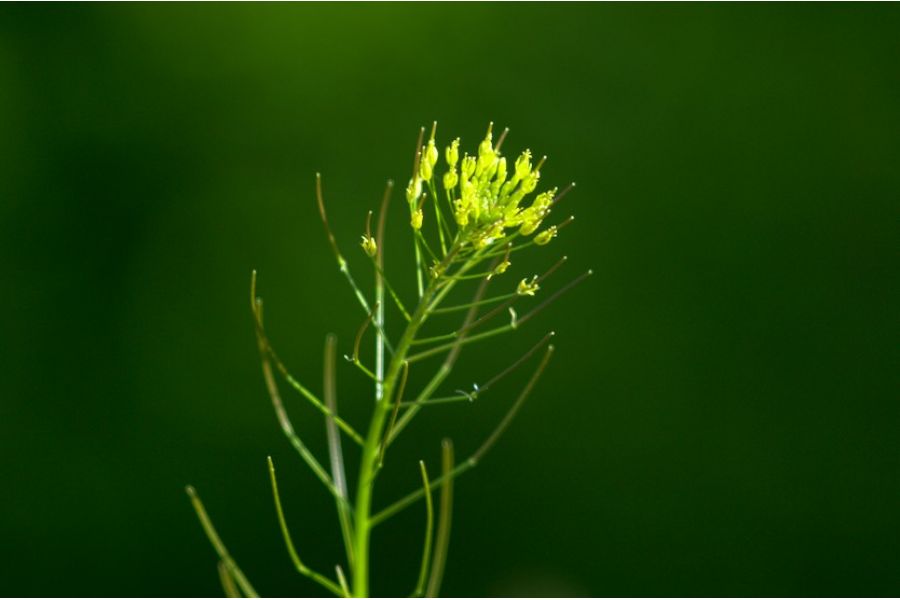 Редкий Индустар-51Д (И-51Д) 4,5/210