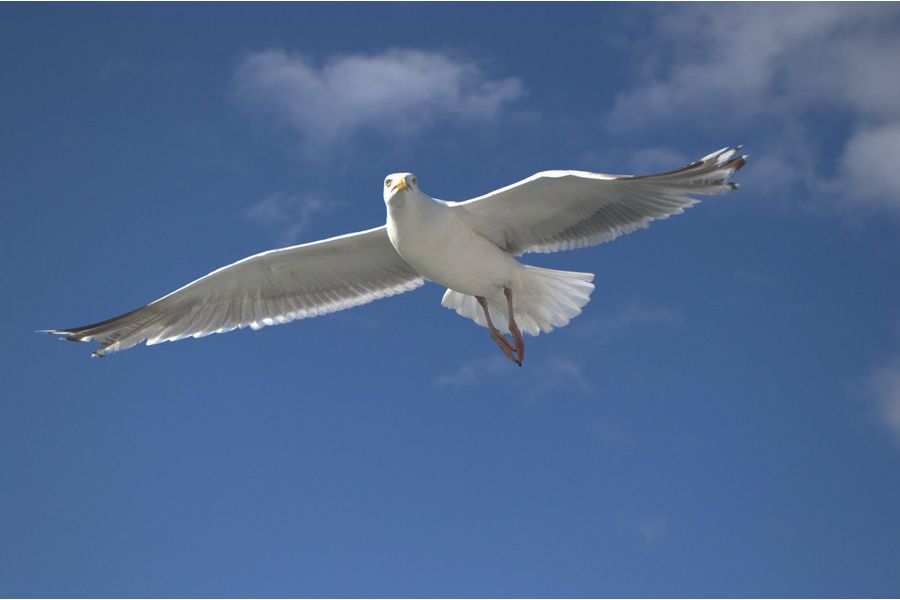 Объектив Nikon 18-55mm f/3.5-5.6G AF-S VR II DX Zoom-Nikkor