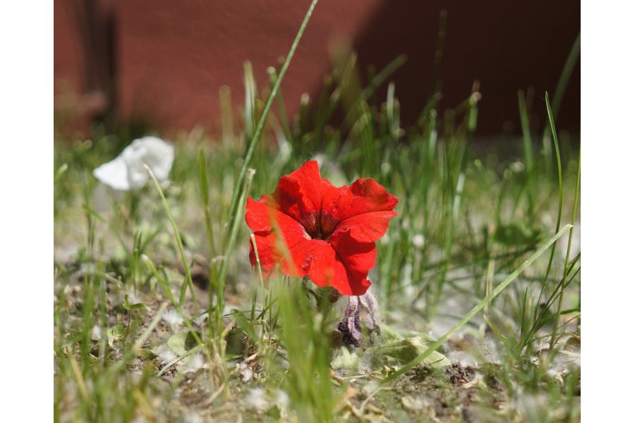 Объектив Sigma AF 30mm f/2,8 EX DN Sony E