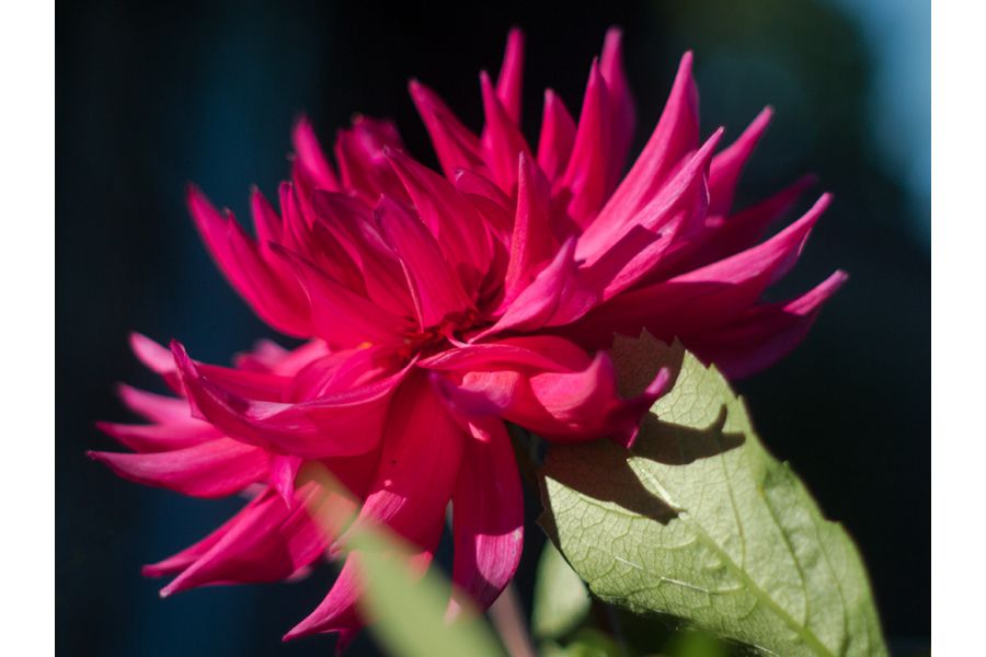 Объектив с просветлением Takumar 55mm f/1.8 SMC