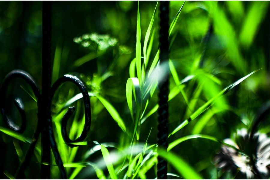 Объектив с просветлением Takumar 55mm f/1.8 SMC