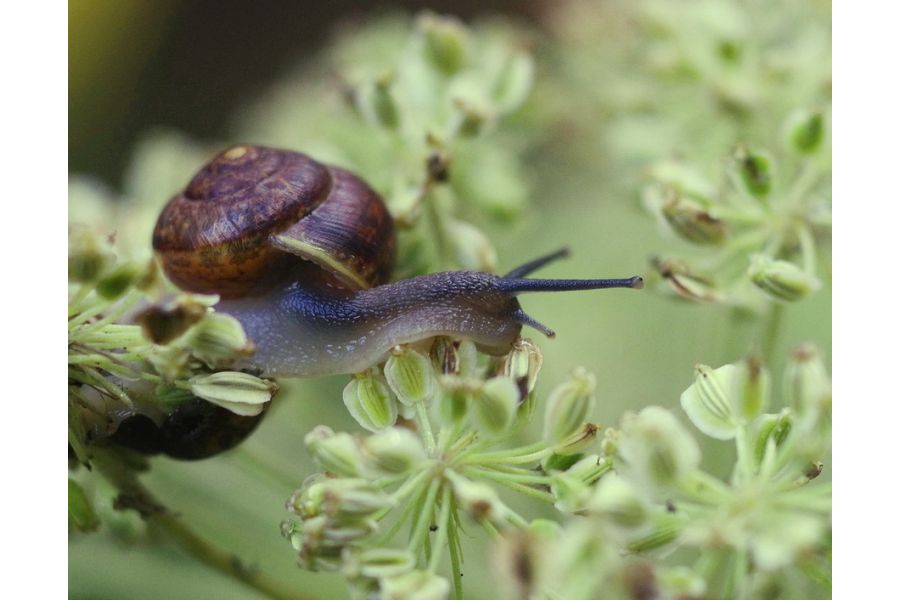 Объектив мануальный Pentax-M SMC Macro 4/100mm