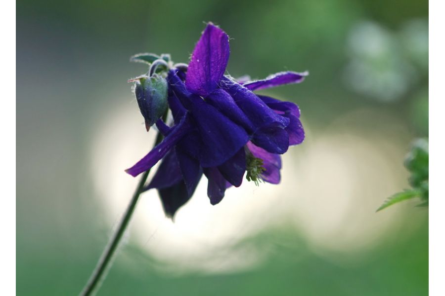 Объектив мануальный Pentax-M SMC Macro 4/100mm