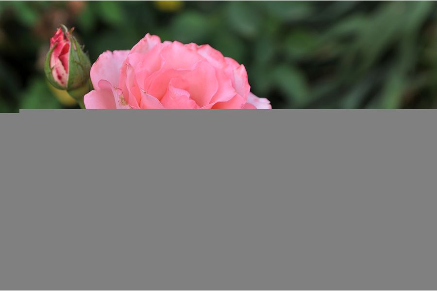 Tamron SP AF 17-50mm f/2.8 XR Di II LD VC Aspherical (IF) (B005) Canon EF-S