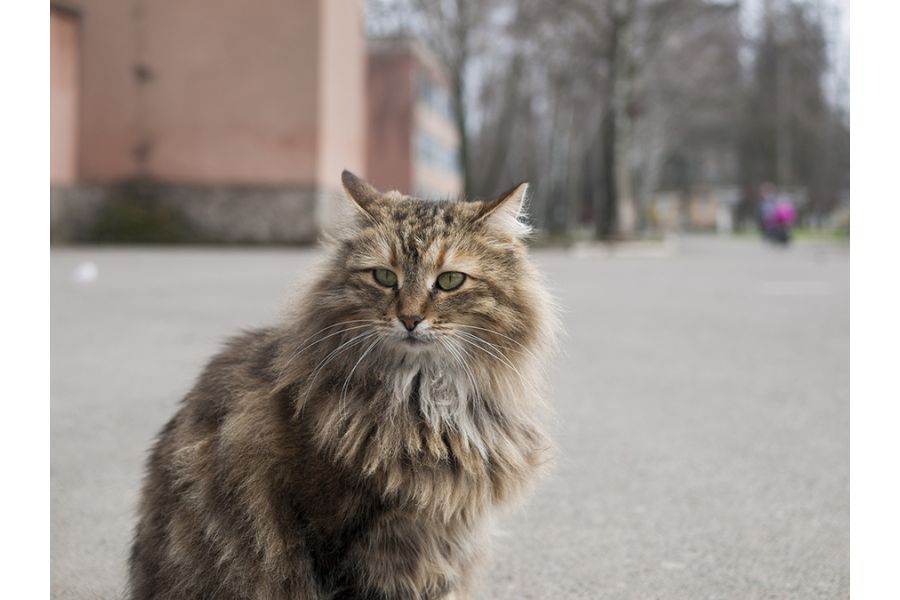 Объектив Panasonic Lumix G 25mm f/1.7 Asph. black