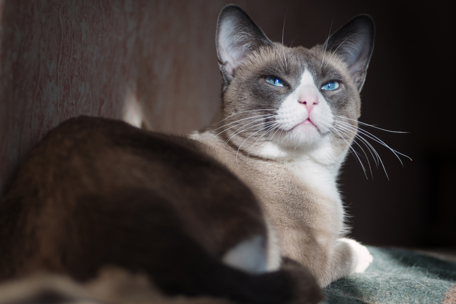 Объектив Orestor 2.8/100 Meyer-Optik Gorlitz