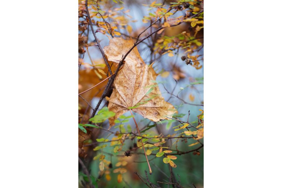 Объектив Orestor 2.8/100 Meyer-Optik Gorlitz