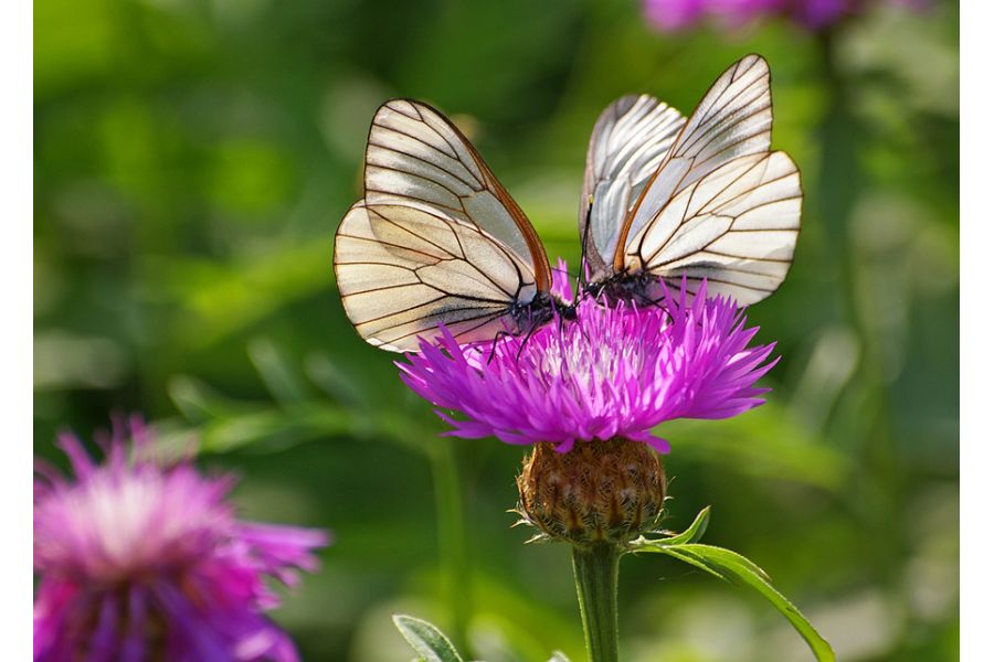 Объектив Sigma AF 70-300mm f/4-5.6 DG Macro for Nikon