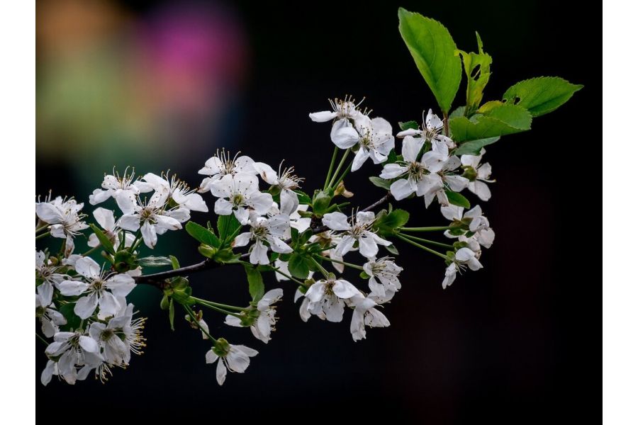 Объектив Panasonic Lumix G X Vario 35-100mm f/2.8 Power O.I.S.