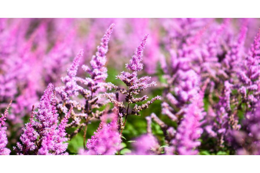 Samyang 85mm f/1.4 AS IF UMC Sony E в упаковке