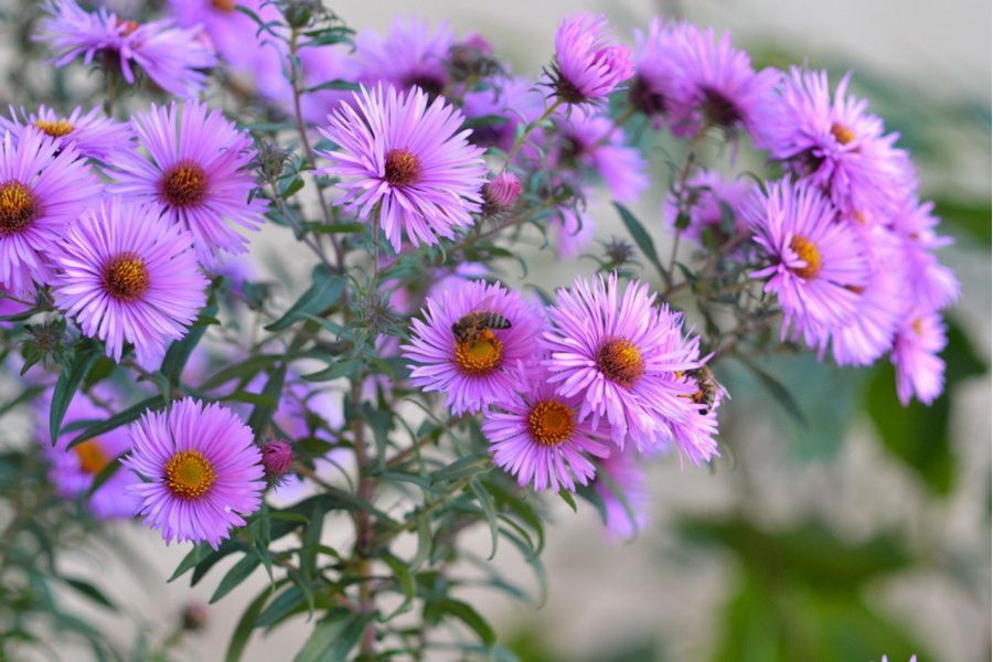 Длиннофокусный объектив Konica Hexanon 135mm f/3.5