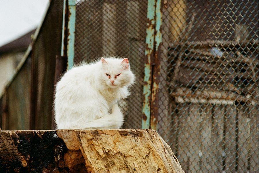 Длиннофокусный объектив Konica Hexanon 135mm f/3.5