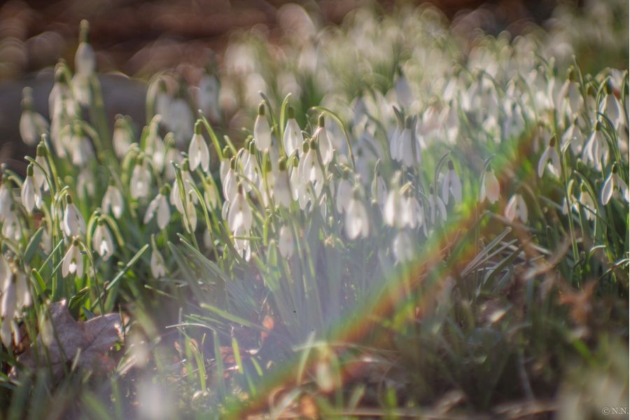 Объектив Юпитер-9 П 2/85 М39 silver дальномер КМЗ