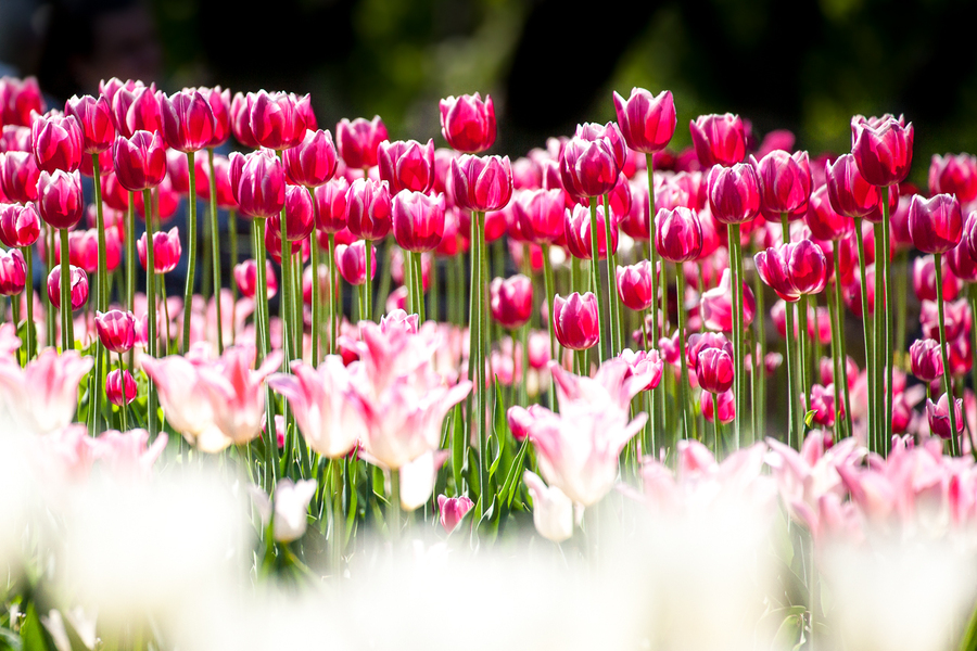 Canon EF 70-300mm f/4-5.6L IS USM в упаковке