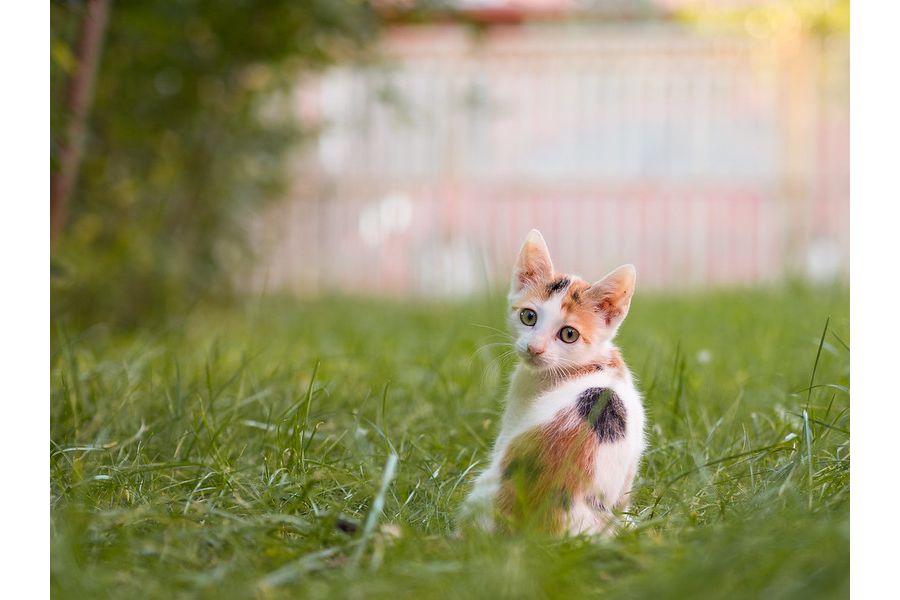 Olympus M.Zuiko Digital ED 25mm f/1.2 Pro объектив