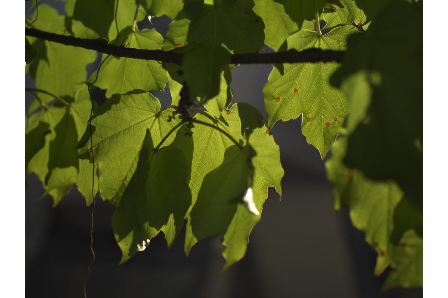 Olympus M.Zuiko Digital ED 25mm f/1.2 Pro объектив