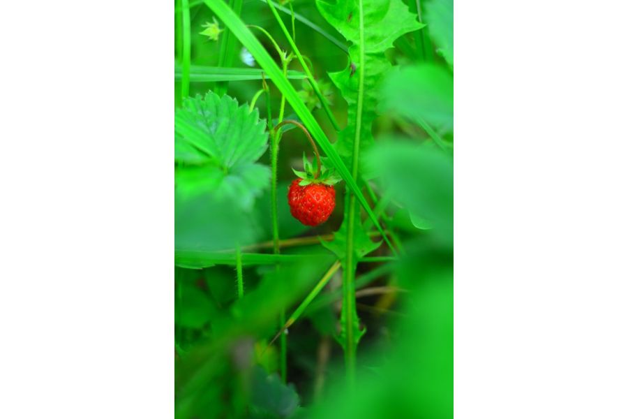 Объектив Гелиос-44 2/58 М39 13 лепестков в тубусе