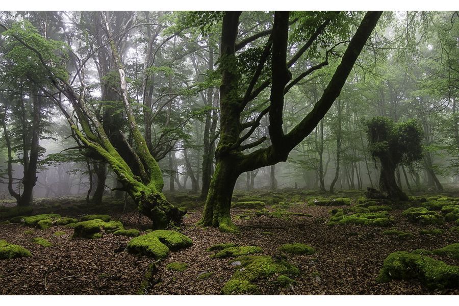 Объектив Tokina AT-X 11-16mm f/2.8 PRO DX AF Nikon F