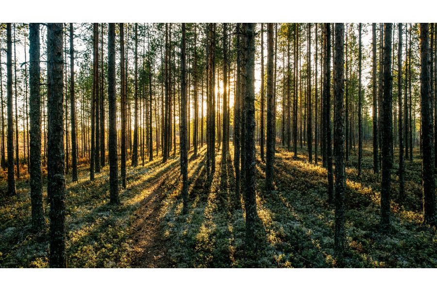 Объектив Olympus M.Zuiko Digital 12-40mm f/2.8 PRO