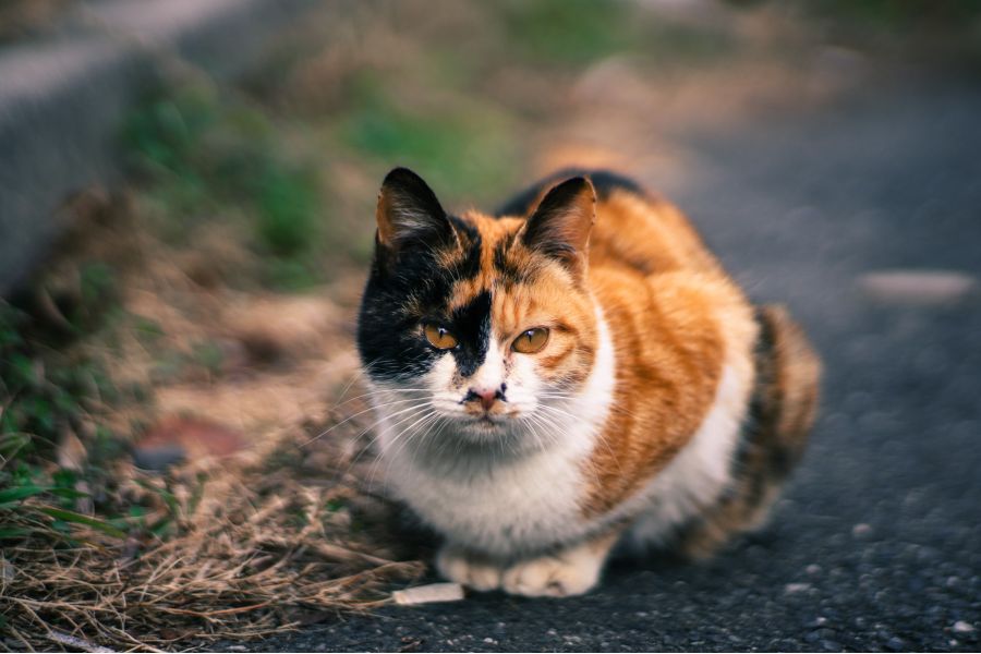 Planar 1,4/85 ZF  T* Carl Zeiss для Nikon F