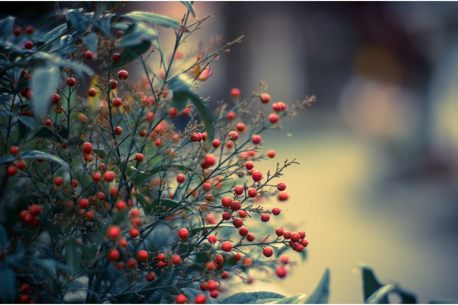 Planar 1,4/85 ZF  T* Carl Zeiss для Nikon F