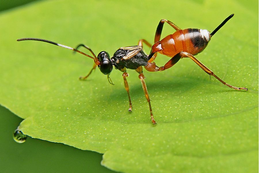 Объектив Olympus M.Zuiko 12-50mm F3.5-6.3 EZ ED