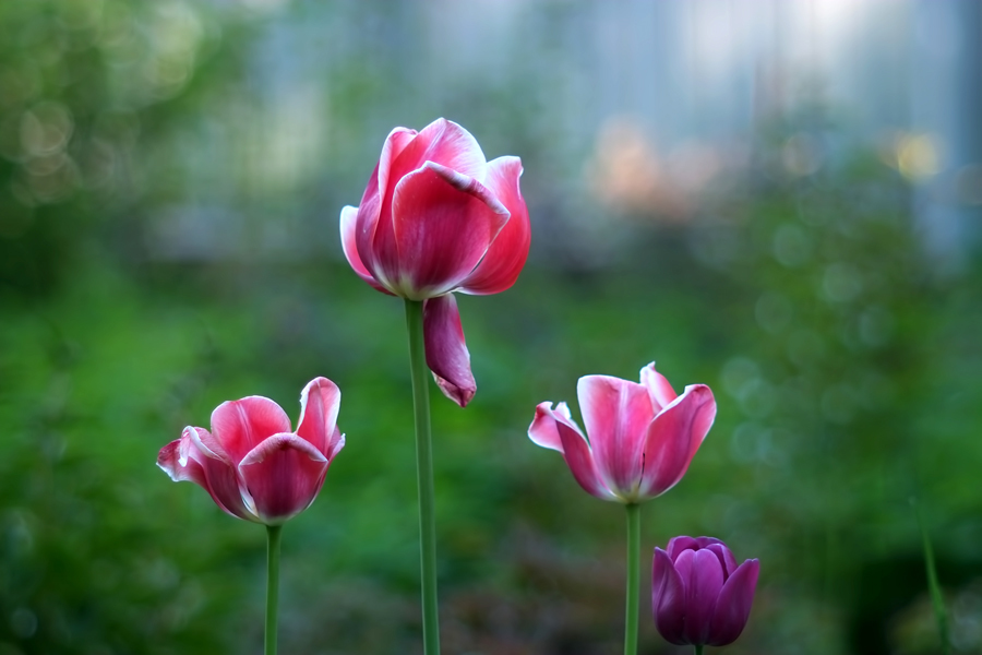 Super-Takumar 2.8/105 Asahi Opt. Co. Japan