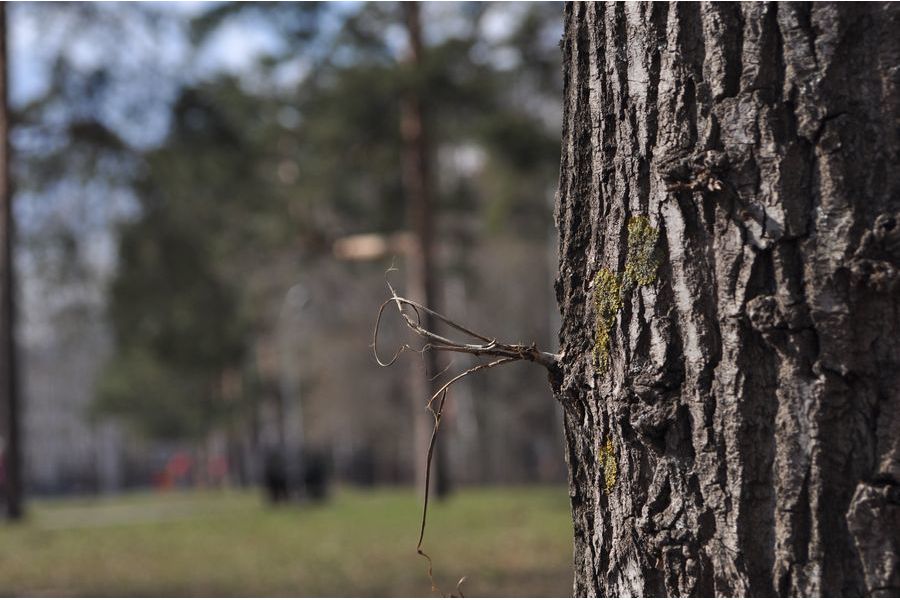 Объектив Nikon Series E ZOOM 36-72 mm f/ 3.5