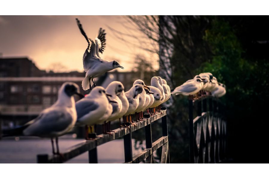 Объектив Tokina RMC 80-200mm f/4 Pentax K