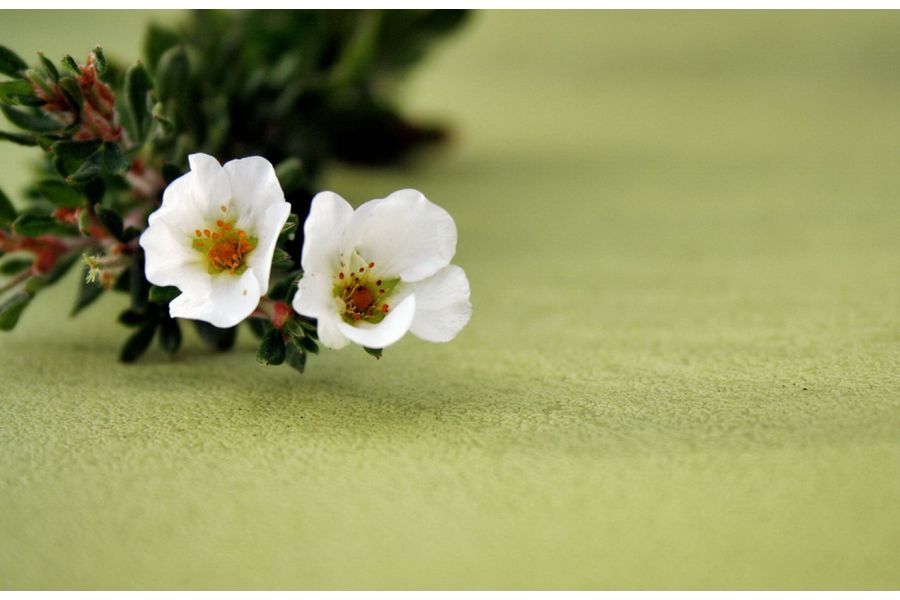 Зум-объектив Canon EF 28-80mm 3.5-5.6 IV