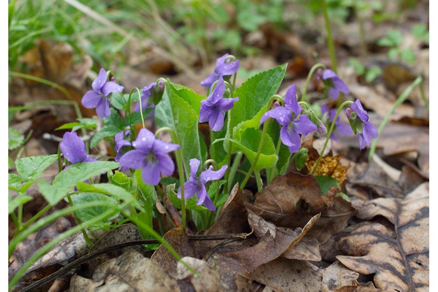 Объектив Olympus OM-System H.Zuiko Auto-W 24mm f/2.8