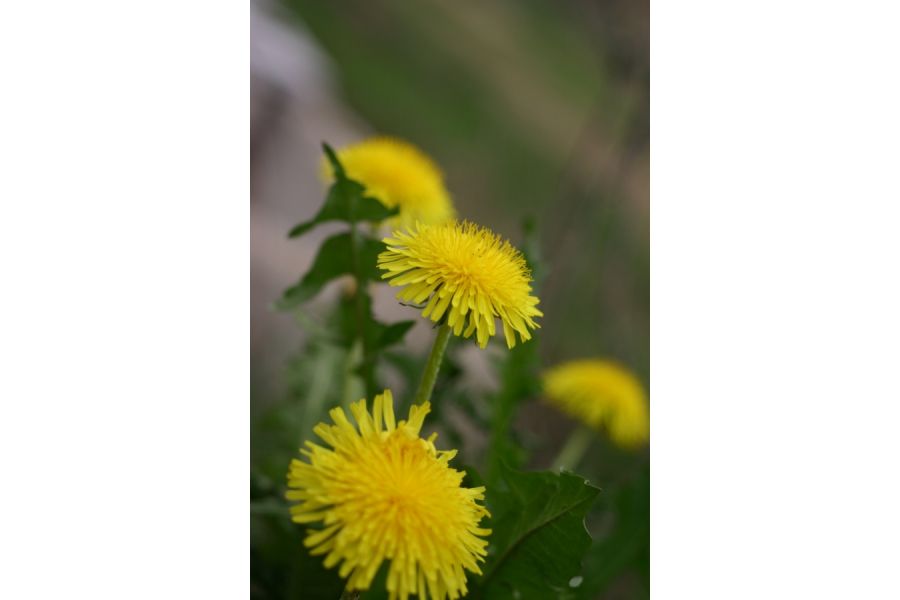 Супер макро объектив Индустар-61Л/З 2,8/50 М39