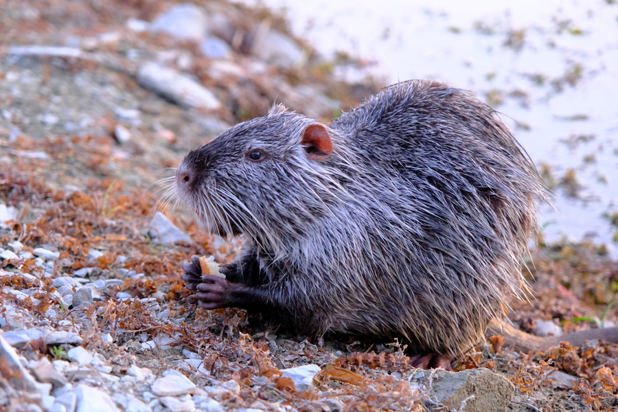 Fujifilm XF 16-80mm f/4 R OIS WR