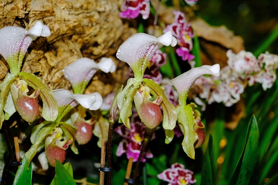 Fujifilm XF 16-80mm f/4 R OIS WR