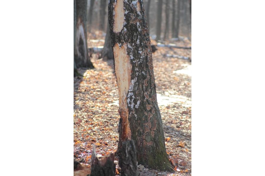 Объектив Sigma 70-210mm f/4-5.6 UC-II for Canon