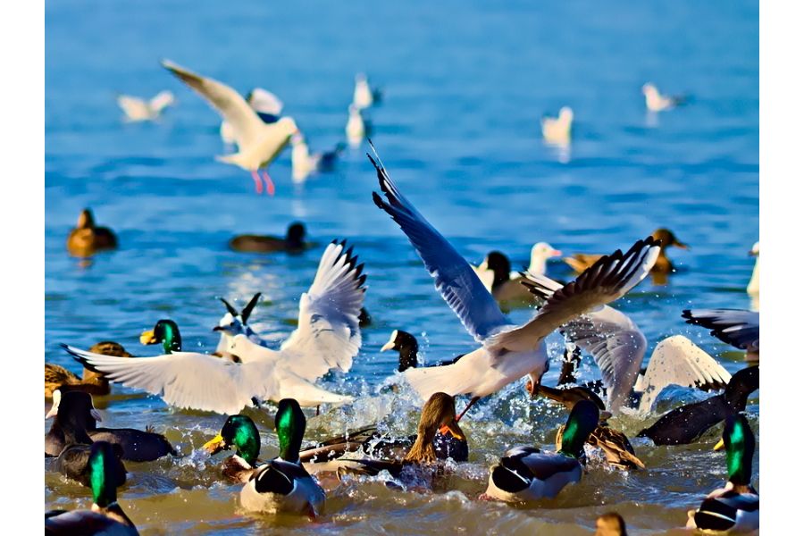 Sigma AF 105mm f/2.8 EX DG Macro Pentax K