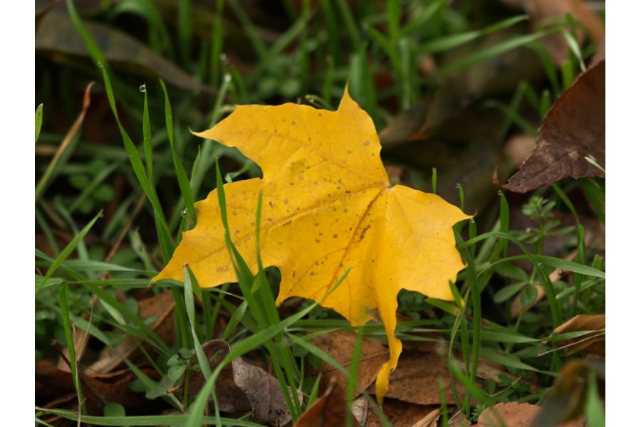 Sigma AF 105mm f/2.8 EX DG Macro Pentax K