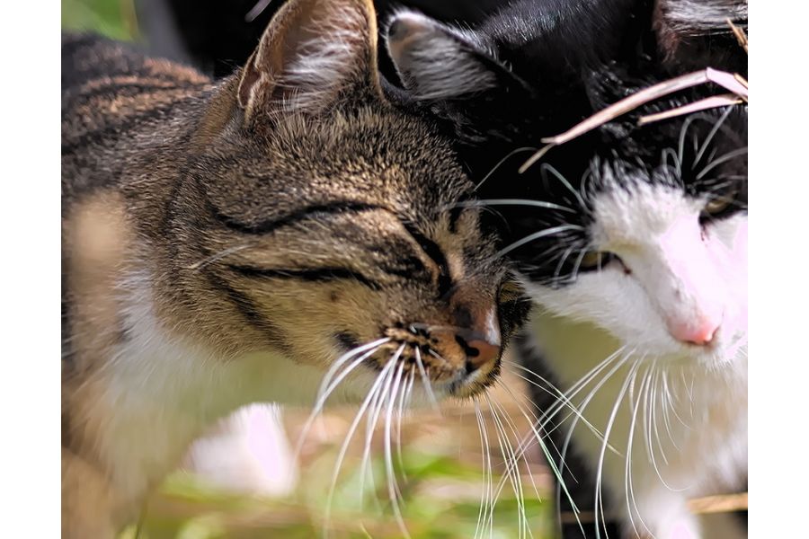 Sigma AF 105mm f/2.8 EX DG Macro Pentax K