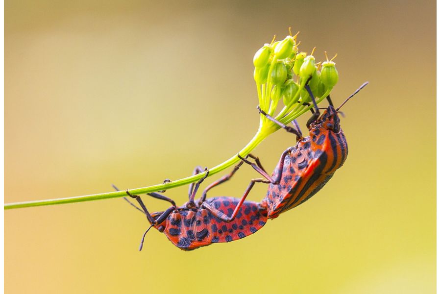 Canon EF 50mm f/2.5 Compact Macro новый