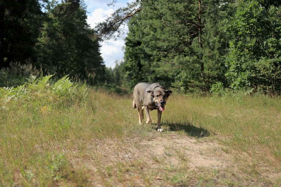 Sigma AF 18-35mm f/1.8 DC HSM Art Canon EF-S в упаковке