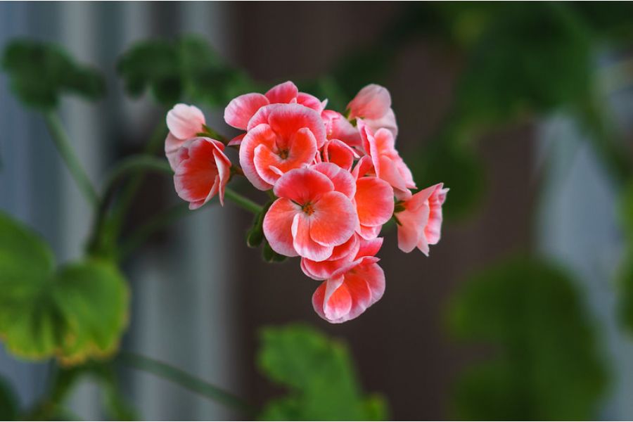 Объектив мануальный Rolleinar MC 3.5/200mm